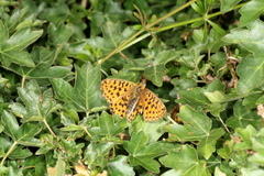 Boloria euphrosyne