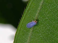 Akotropis