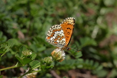 Melitaea cinxia