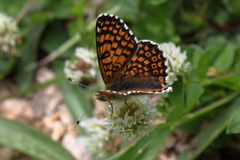 Melitaea cinxia