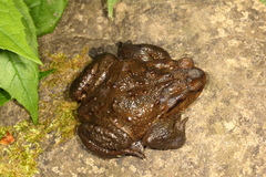 Bufo verrucosissimus