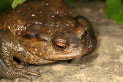 Bufo verrucosissimus