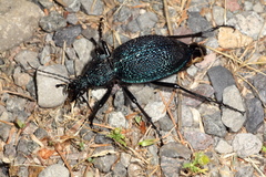 Carabus scabrosus