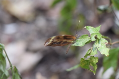 Dismorphia amphione isolda