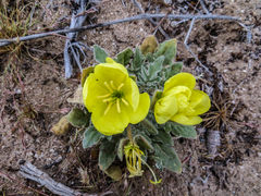 Oenothera primiveris primiveris