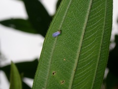 Akotropis
