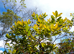 Pittosporum undulatum