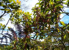 Pittosporum undulatum