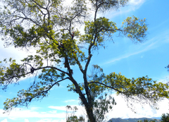 Pittosporum undulatum