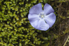 Vinca minor