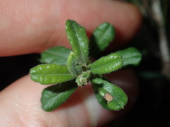 Hibbertia aspera