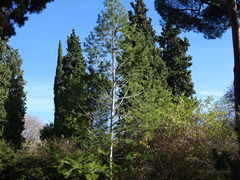 Pinus bungeana