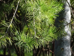 Pinus bungeana