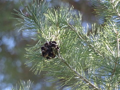 Pinus bungeana