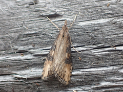 Udea itysalis