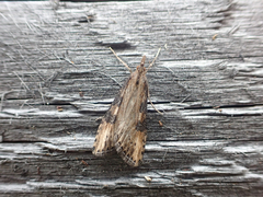 Udea itysalis