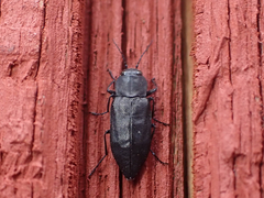 Melanophila acuminata