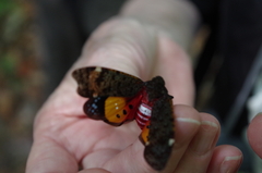 Penthicodes variegatus