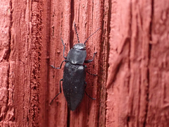 Melanophila acuminata