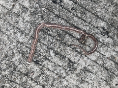 Sinomicrurus macclellandi macclellandi