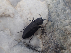 Melanophila acuminata