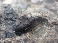 Melanophila acuminata