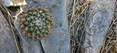 Mammillaria melanocentra melanocentra