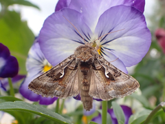 Autographa pseudogamma