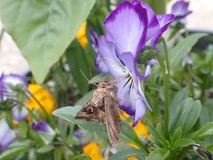 Autographa pseudogamma