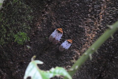 Penthicodes variegatus