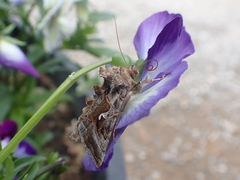 Autographa pseudogamma