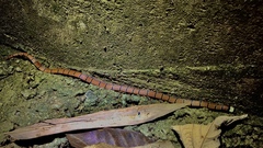 Sinomicrurus macclellandi macclellandi