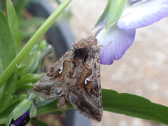 Autographa pseudogamma