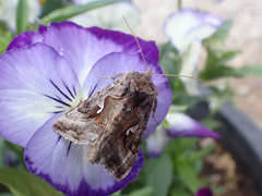 Autographa pseudogamma