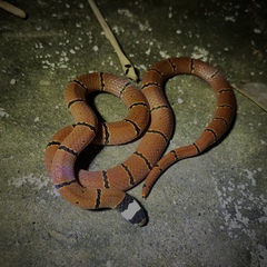 Sinomicrurus macclellandi macclellandi