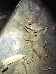 Sinomicrurus macclellandi macclellandi