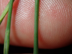 Petrorhagia nanteuilii