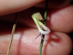 Petrorhagia nanteuilii