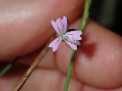 Petrorhagia nanteuilii
