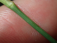 Petrorhagia nanteuilii