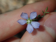Linum marginale