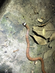 Sinomicrurus macclellandi macclellandi