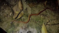 Sinomicrurus macclellandi macclellandi