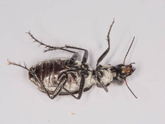 Graphipterus amabilis