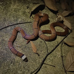 Sinomicrurus macclellandi macclellandi