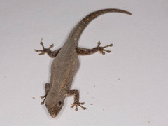 Lygodactylus bradfieldi
