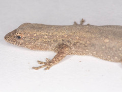 Lygodactylus bradfieldi