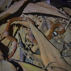Sinomicrurus macclellandi macclellandi
