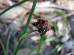 Diuris orientis