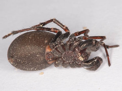 Capheris